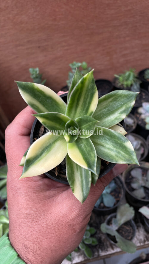 Echeveria Agavoides Rubella Variegated, real gallery image #4 plants. Picture taken directly from kaktus.id community Echeveria farmer green houses.