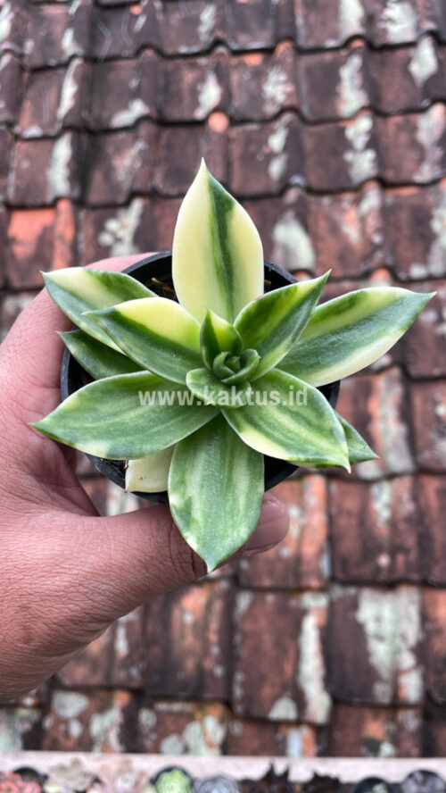 Echeveria Agavoides Rubella Variegated, real gallery image #3 plants. Picture taken directly from kaktus.id community Echeveria farmer green houses.