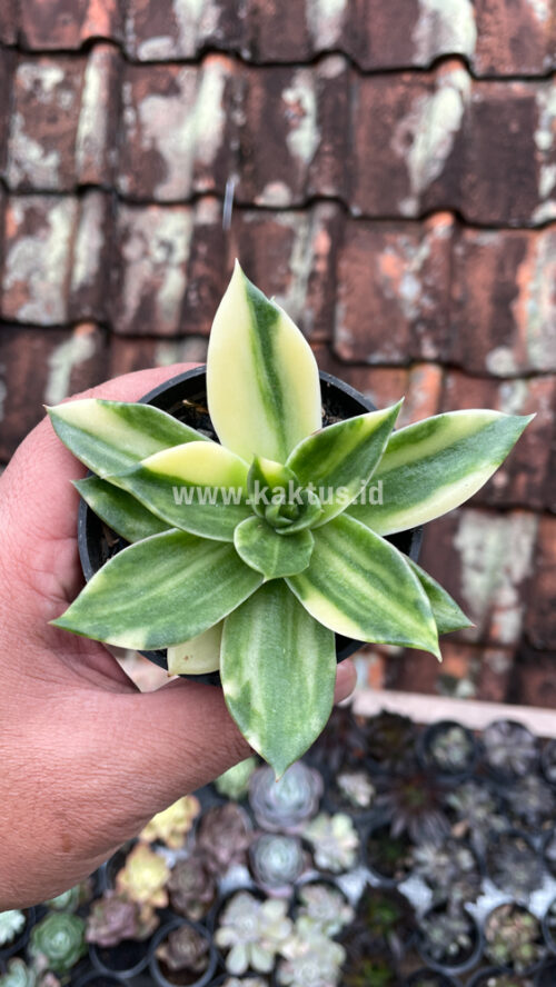 Echeveria Agavoides Rubella Variegated, real gallery image #2 plants. Picture taken directly from kaktus.id community Echeveria farmer green houses.