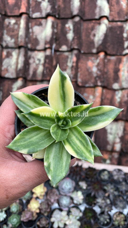 Echeveria Agavoides Rubella Variegated, real gallery image #1 plants. Picture taken directly from kaktus.id community Echeveria farmer green houses.