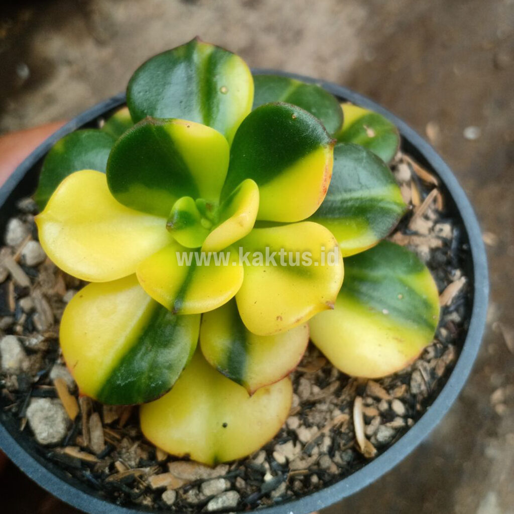 kaktus.id