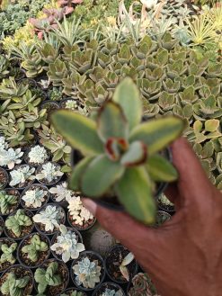 Kalanchoe Tomentosa Variegated