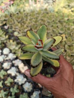 Kalanchoe Tomentosa Variegated