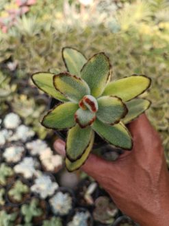 Kalanchoe Tomentosa Variegated