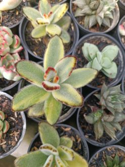 Kalanchoe Tomentosa Variegated
