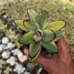 Kalanchoe Tomentosa Variegated