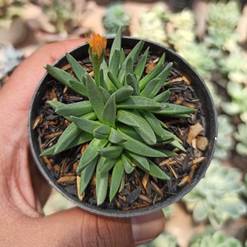 Bergeranthus Multiceps, real gallery image #2 plants. Picture taken directly from kaktus.id community Bergeranthus farmer green houses.
