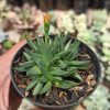 Bergeranthus Multiceps, real gallery image #4 plants. Picture taken directly from kaktus.id community Bergeranthus farmer green houses.