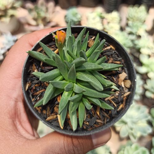 Bergeranthus Multiceps, real gallery image #1 plants. Picture taken directly from kaktus.id community Bergeranthus farmer green houses.