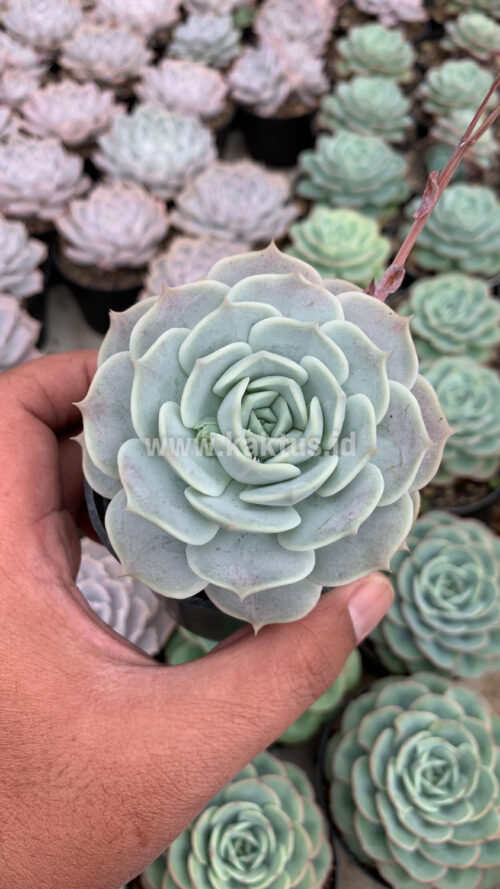 Echeveria 'Lola', real gallery image #6 plants. Picture taken directly from kaktus.id community Echeveria farmer green houses.