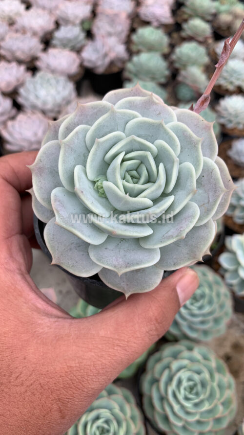 Echeveria 'Lola', real gallery image #5 plants. Picture taken directly from kaktus.id community Echeveria farmer green houses.