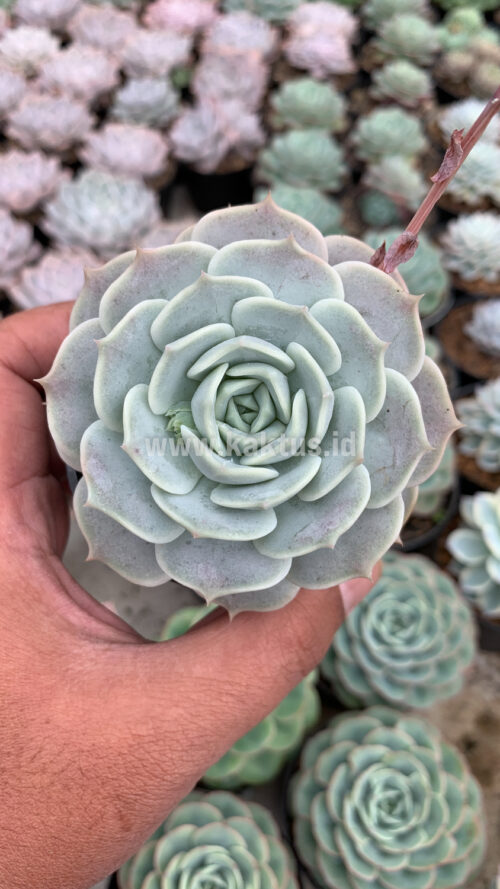 Echeveria 'Lola', real gallery image #3 plants. Picture taken directly from kaktus.id community Echeveria farmer green houses.