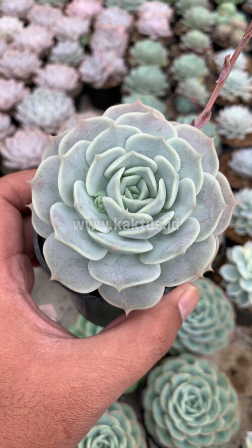 Echeveria 'Lola', real gallery image #2 plants. Picture taken directly from kaktus.id community Echeveria farmer green houses.
