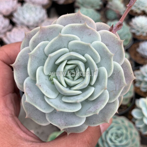 Echeveria 'Lola', real gallery image #4 plants. Picture taken directly from kaktus.id community Echeveria farmer green houses.