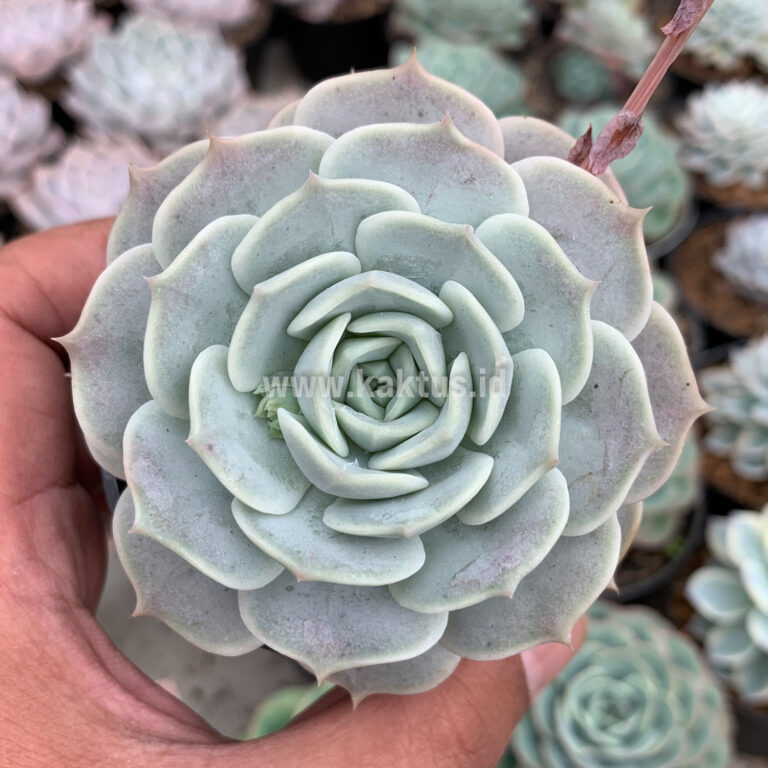 017. Echeveria 'Lola'