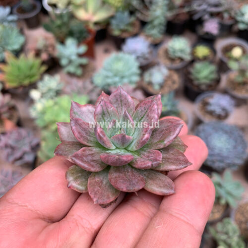 Echeveria Silver Prince, real gallery image #11 plants. Picture taken directly from kaktus.id community Echeveria farmer green houses.