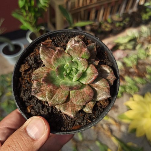 Echeveria Silver Prince, real gallery image #14 plants. Picture taken directly from kaktus.id community Echeveria farmer green houses.