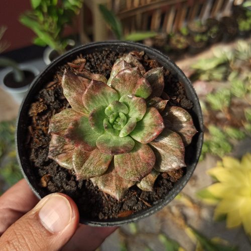 Echeveria Silver Prince, real gallery image #2 plants. Picture taken directly from kaktus.id community Echeveria farmer green houses.