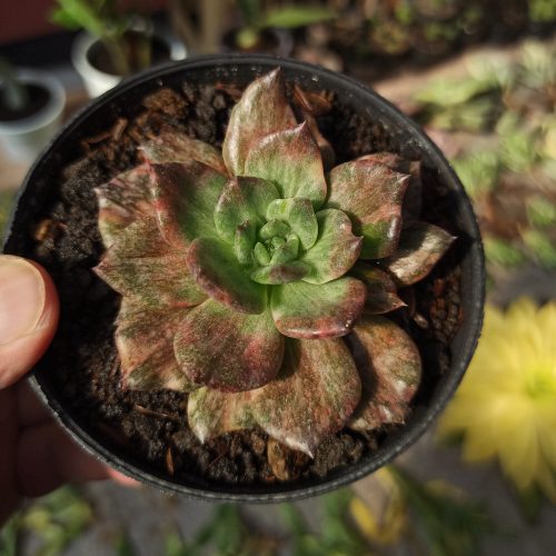 Echeveria Silver Prince, real gallery image #18 plants. Picture taken directly from kaktus.id community Echeveria farmer green houses.