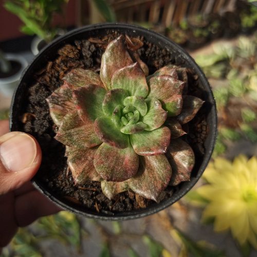 Echeveria Silver Prince, real gallery image #13 plants. Picture taken directly from kaktus.id community Echeveria farmer green houses.