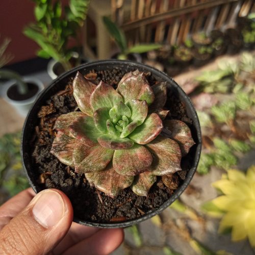 Echeveria Silver Prince, real gallery image #7 plants. Picture taken directly from kaktus.id community Echeveria farmer green houses.