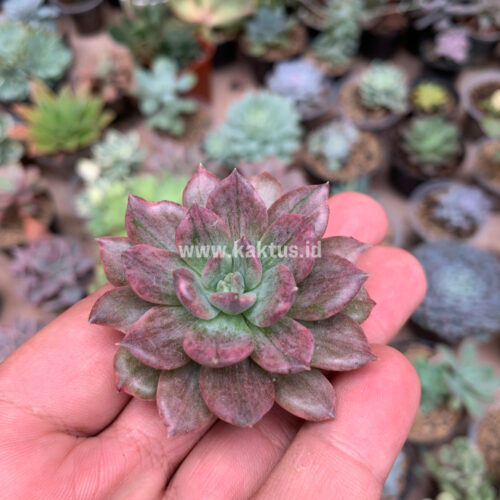Echeveria Silver Prince, real gallery image #19 plants. Picture taken directly from kaktus.id community Echeveria farmer green houses.