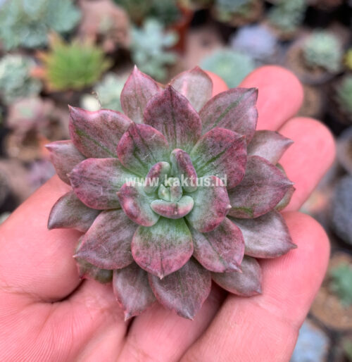 Echeveria Silver Prince, real gallery image #1 plants. Picture taken directly from kaktus.id community Echeveria farmer green houses.