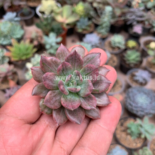 Echeveria Silver Prince, real gallery image #9 plants. Picture taken directly from kaktus.id community Echeveria farmer green houses.