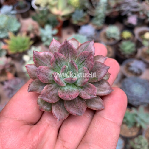 Echeveria Silver Prince, real gallery image #20 plants. Picture taken directly from kaktus.id community Echeveria farmer green houses.