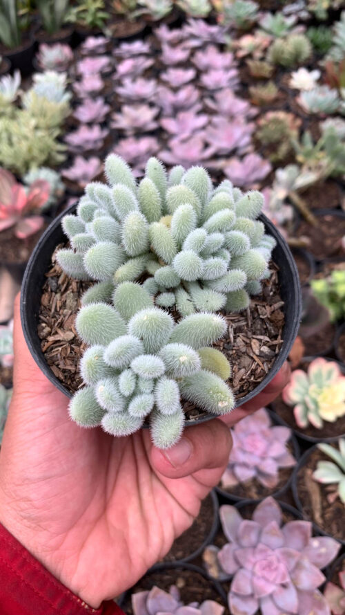 Sedum Hintonii, real gallery image #7 plants. Picture taken directly from kaktus.id community Sedum farmer green houses.