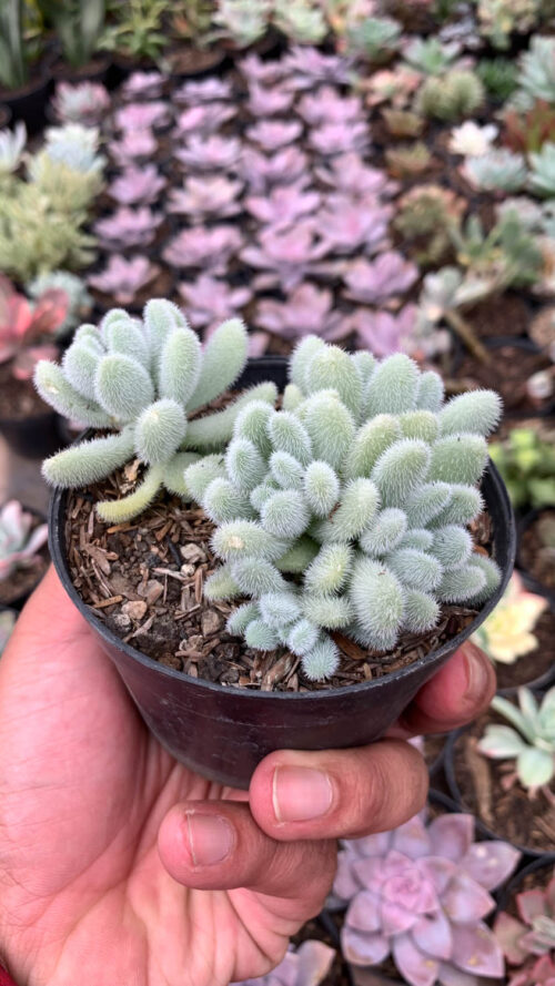 Sedum Hintonii, real gallery image #6 plants. Picture taken directly from kaktus.id community Sedum farmer green houses.