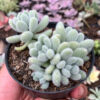 Sedum Hintonii, real gallery image #5 plants. Picture taken directly from kaktus.id community Sedum farmer green houses.
