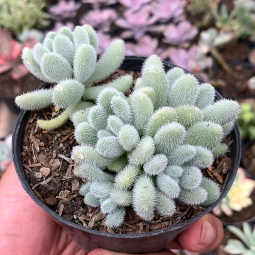 Sedum Hintonii, real gallery image #5 plants. Picture taken directly from kaktus.id community Sedum farmer green houses.