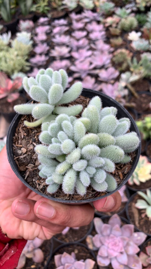 Sedum Hintonii, real gallery image #4 plants. Picture taken directly from kaktus.id community Sedum farmer green houses.