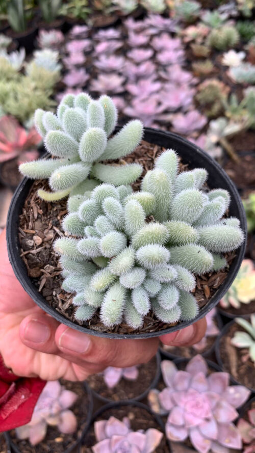 Sedum Hintonii, real gallery image #3 plants. Picture taken directly from kaktus.id community Sedum farmer green houses.