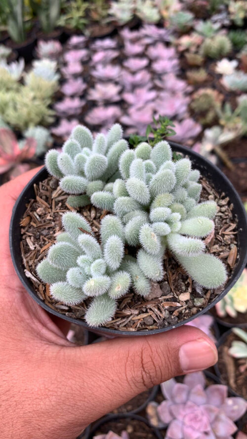 Sedum Hintonii, real gallery image #2 plants. Picture taken directly from kaktus.id community Sedum farmer green houses.