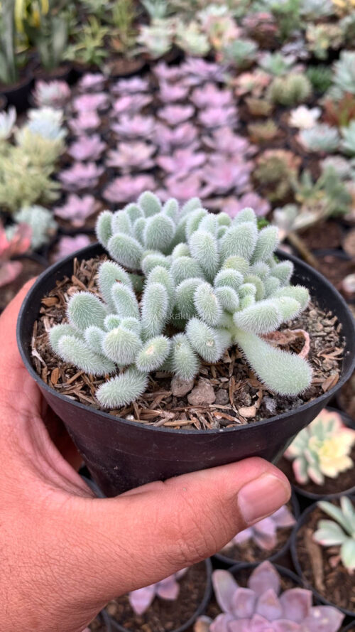Sedum Hintonii, real gallery image #1 plants. Picture taken directly from kaktus.id community Sedum farmer green houses.