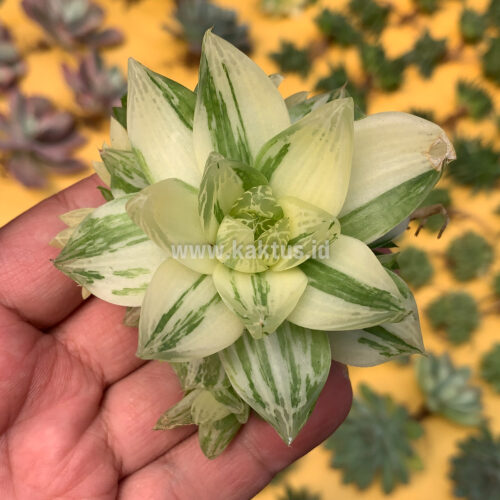 Haworthia Cymbiformis Variegated, real gallery image #1 plants. Picture taken directly from kaktus.id community Haworthia farmer green houses.