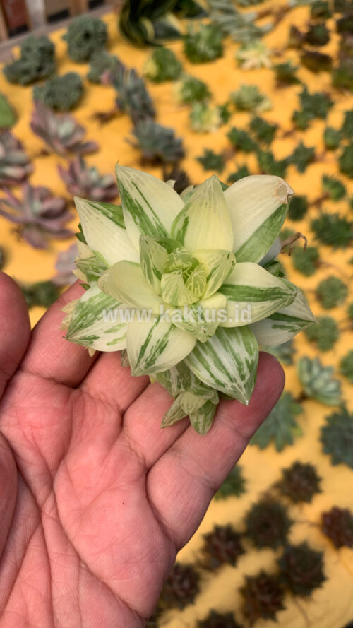 Haworthia Cymbiformis Variegated, real gallery image #12 plants. Picture taken directly from kaktus.id community Haworthia farmer green houses.