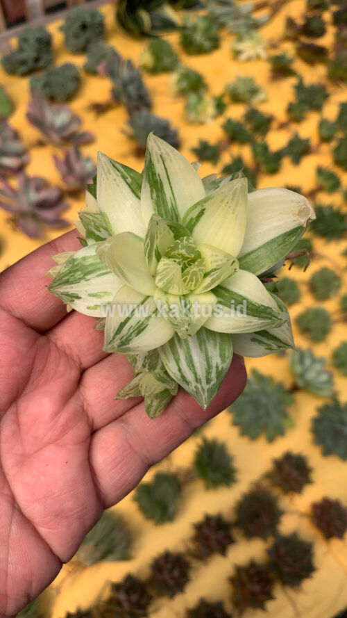 Haworthia Cymbiformis Variegated, real gallery image #11 plants. Picture taken directly from kaktus.id community Haworthia farmer green houses.