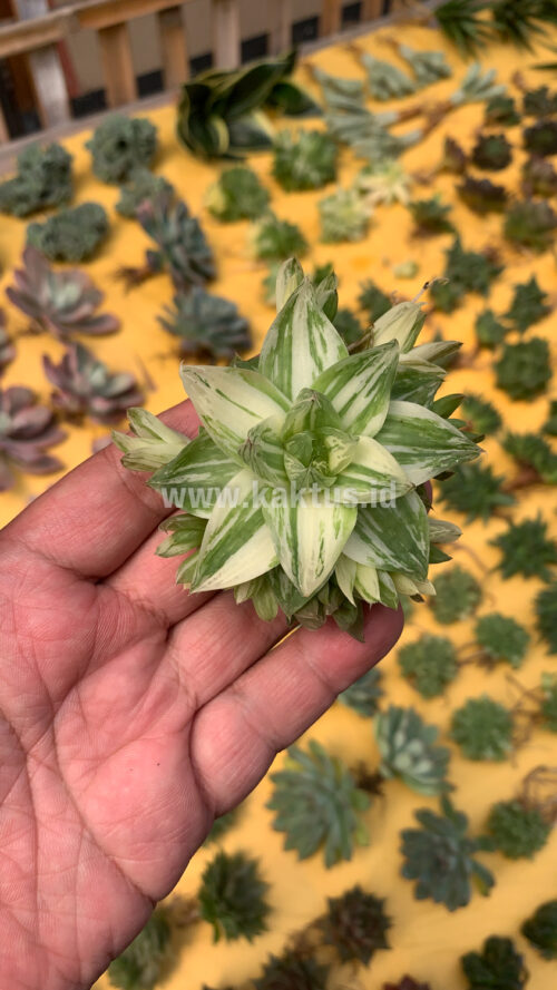 Haworthia Cymbiformis Variegated, real gallery image #2 plants. Picture taken directly from kaktus.id community Haworthia farmer green houses.