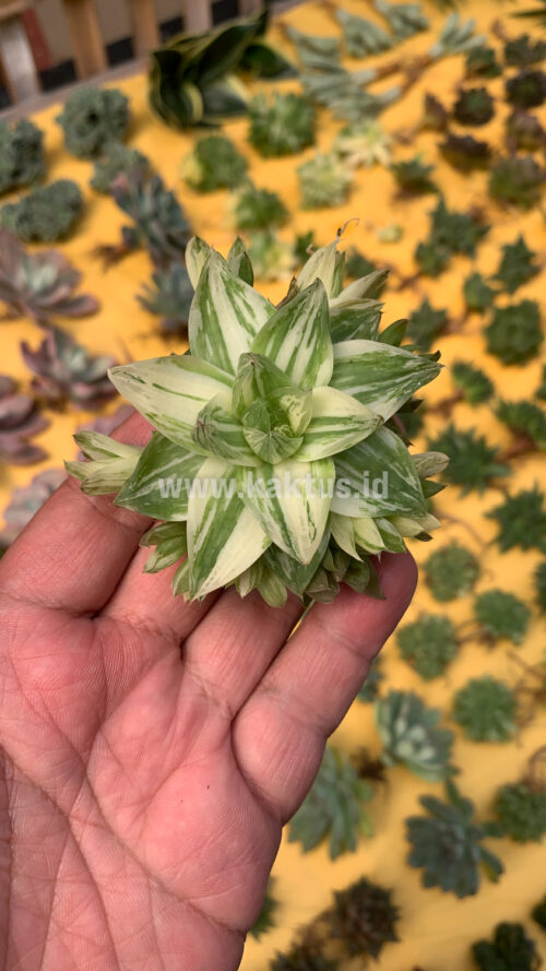 Haworthia Cymbiformis Variegated, real gallery image #10 plants. Picture taken directly from kaktus.id community Haworthia farmer green houses.