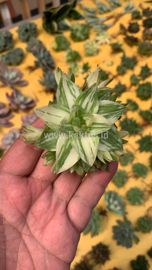 Haworthia Cymbiformis Variegated, real gallery image #9 plants. Picture taken directly from kaktus.id community Haworthia farmer green houses.