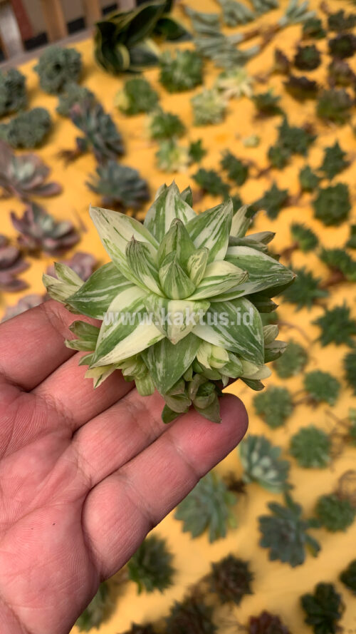 Haworthia Cymbiformis Variegated, real gallery image #8 plants. Picture taken directly from kaktus.id community Haworthia farmer green houses.