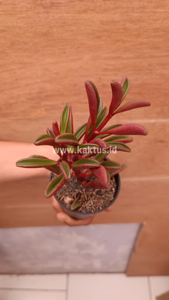 kaktus.id