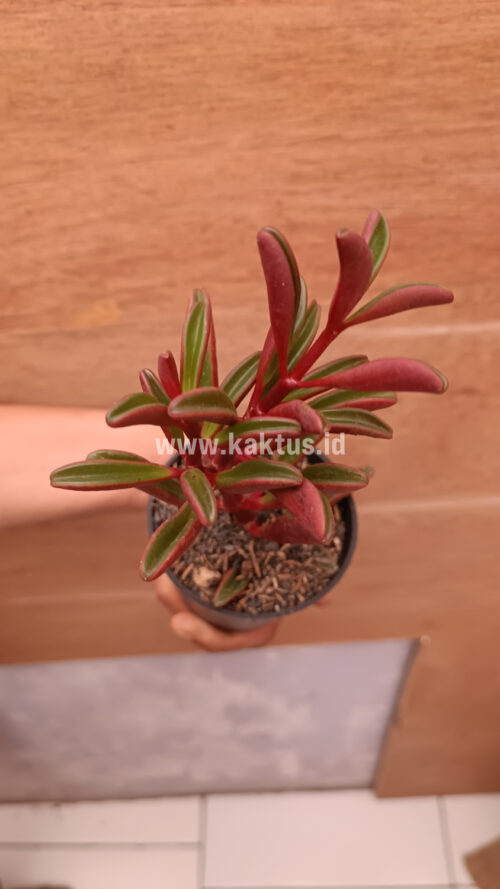 Peperomia Graveolens, real gallery image #4 plants. Picture taken directly from kaktus.id community Peperomia farmer green houses.