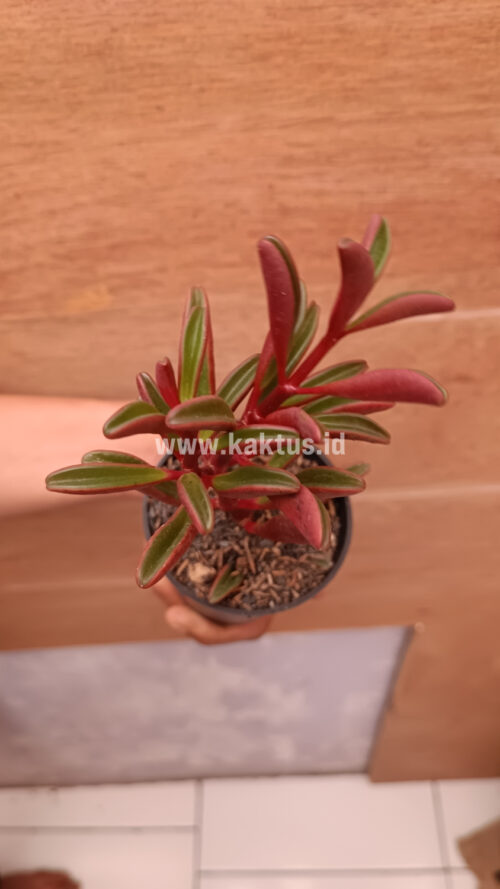 Peperomia Graveolens, real gallery image #10 plants. Picture taken directly from kaktus.id community Peperomia farmer green houses.