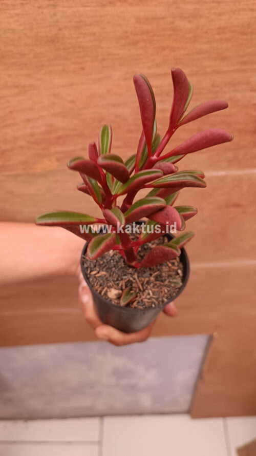 Peperomia Graveolens, real gallery image #6 plants. Picture taken directly from kaktus.id community Peperomia farmer green houses.