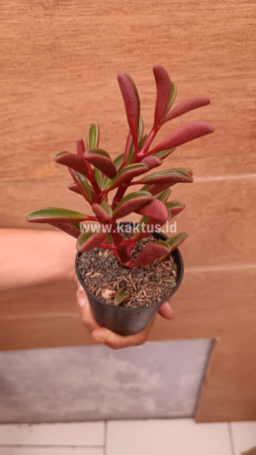 Peperomia Graveolens, real gallery image #8 plants. Picture taken directly from kaktus.id community Peperomia farmer green houses.