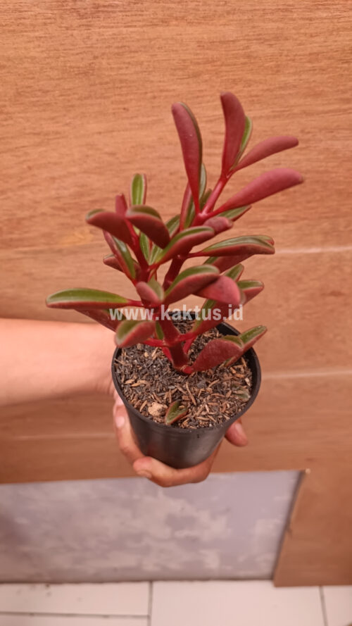 Peperomia Graveolens, real gallery image #12 plants. Picture taken directly from kaktus.id community Peperomia farmer green houses.